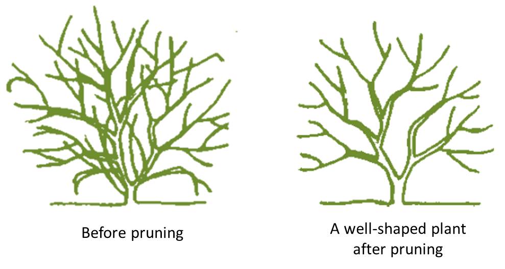 before and after pruning